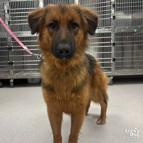 Photo of Wall Eye, adoptable Shepherd in Washington, District of Columbia