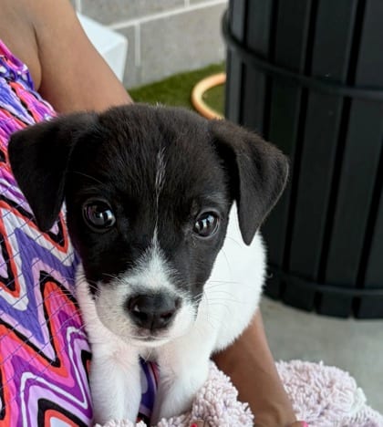 Photo of Ford, adoptable dog in Atlanta, Georgia