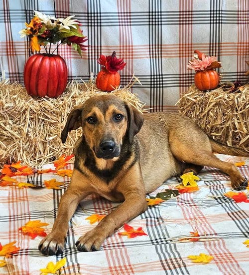 Photo of Henry, adoptable German Shepherd Dog in Unionville, Pennsylvania