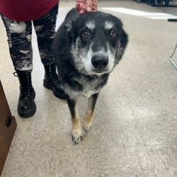 Photo of Ol Lady, adoptable Border Collie Mixed Breed (Medium) in Ringgold, Georgia