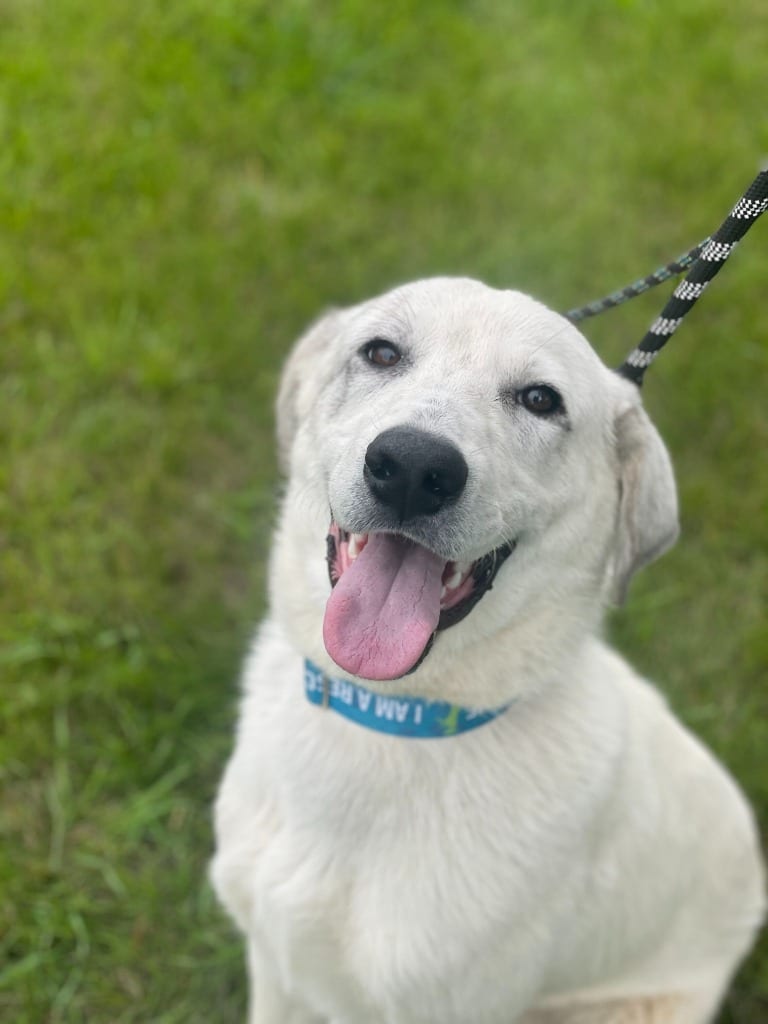 Photo of Azer, adoptable Mixed Breed in Minot, North Dakota
