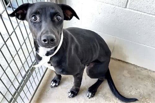 Photo of Annie, adoptable Labrador Retriever in Houston, Texas