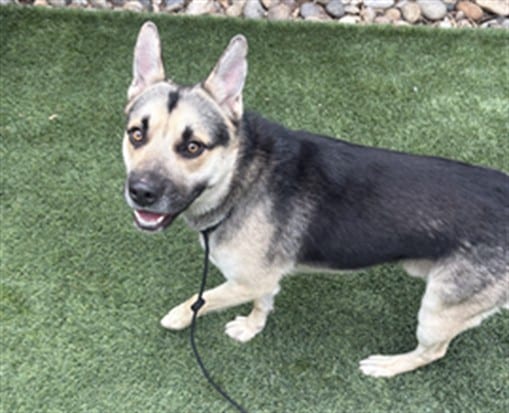 Photo of Chester, adoptable German Shepherd Dog mix in San José, California