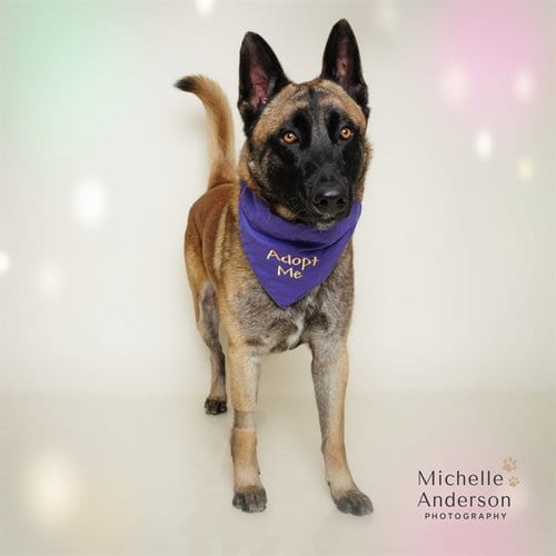 Photo of Wolfgang, adoptable Belgian Shepherd Malinois in Corona, California