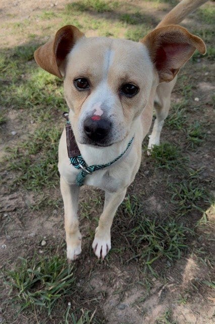 Photo of Roscoe, adoptable Chihuahua in Conroe, Texas