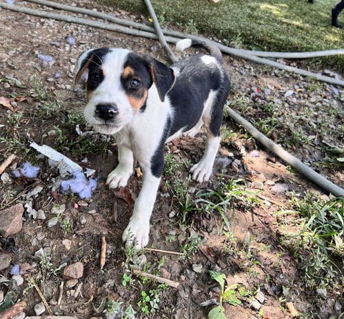 Photo of Oliver, adoptable Hound in Tracy City, Tennessee