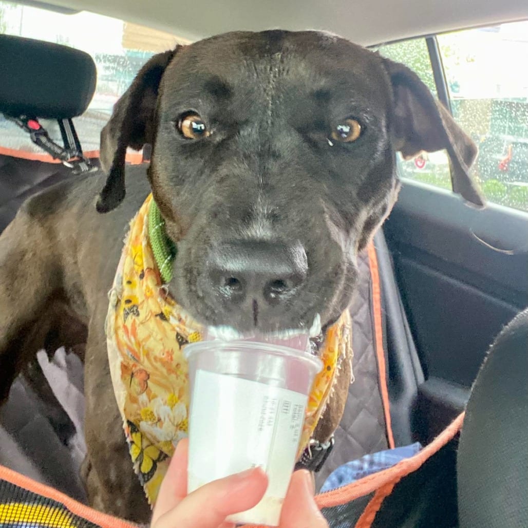 Photo of Liberty, adoptable Mixed Breed (Medium) in Greensboro, North Carolina