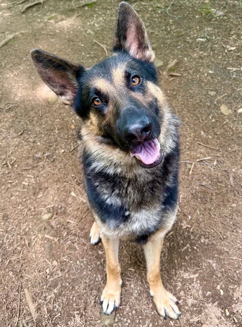 Photo of Roscoe, adoptable German Shepherd Dog in Cranford, New Jersey