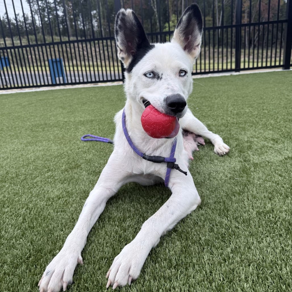Photo of Buttermilk, adoptable Shepherd, Australian in Spartanburg, South Carolina