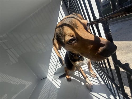 Photo of A663736, adoptable Beagle in Houston, Texas