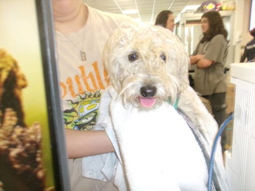 Photo of Candi, adoptable Maltese in Van Nuys, California