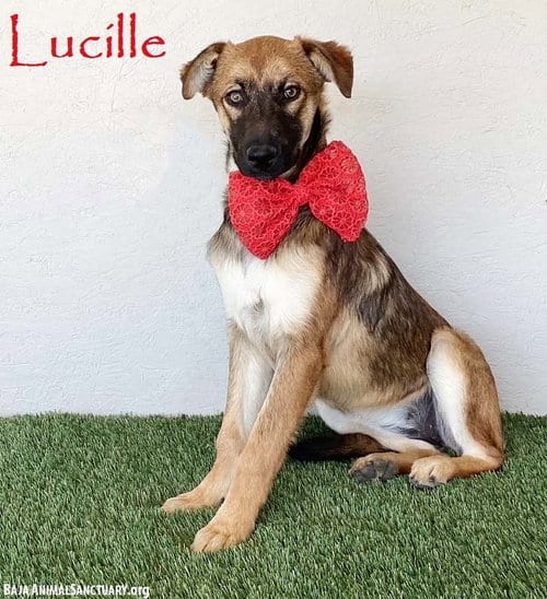 Photo of Lucille, adoptable German Shepherd Dog in San Diego, California