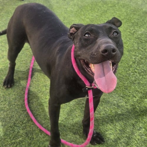 Photo of Esmie, adoptable American Pit Bull Terrier in Phoenix, Arizona