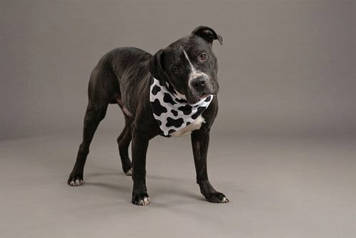 Photo of Squints, adoptable Pit Bull Terrier in Belleville, Illinois