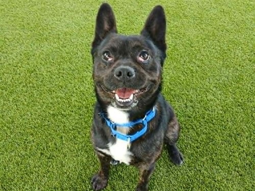 Photo of Dibby, adoptable Terrier in Martinez, California