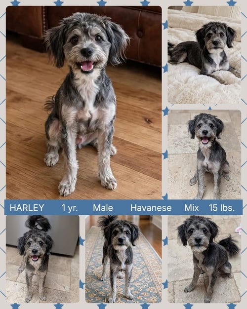 Photo of Harley, adoptable Havanese in Mesa, Arizona