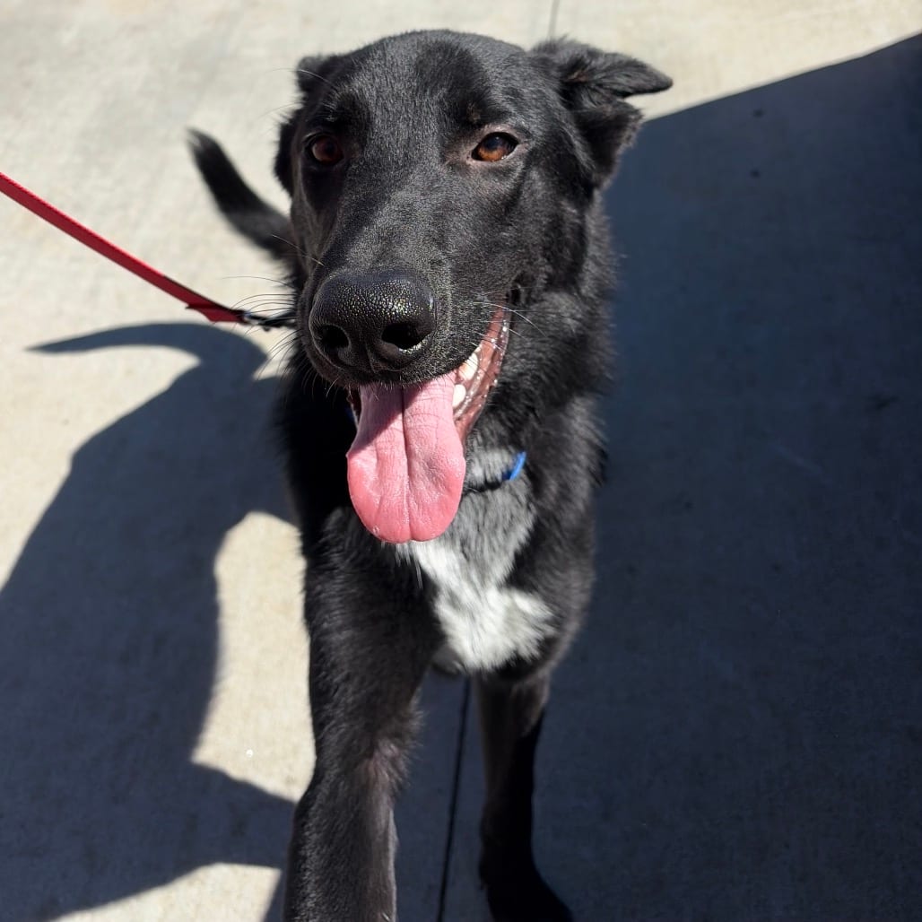 Photo of Zig-Zag, adoptable Shepherd, German in Spartanburg, South Carolina