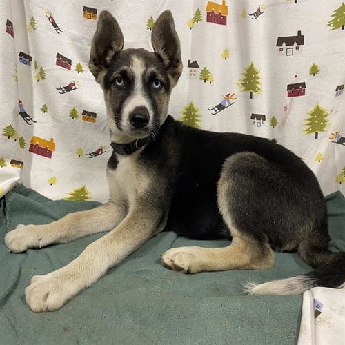 Photo of A614493, adoptable German Shepherd Dog in Modesto, California