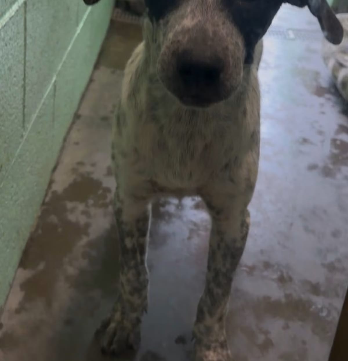 Photo of Norton, adoptable Catahoula Leopard Dog/Mixed Breed (Medium) in Blountville, Tennessee