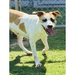 Photo of Gracie, adoptable Pointer in Texas City, Texas