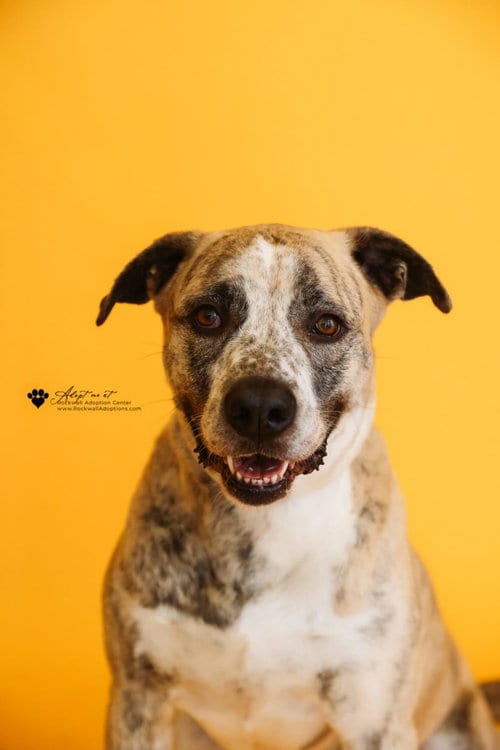 Photo of Molly-Diamond Dog! $75, adoptable Mastiff in Rockwall, Texas