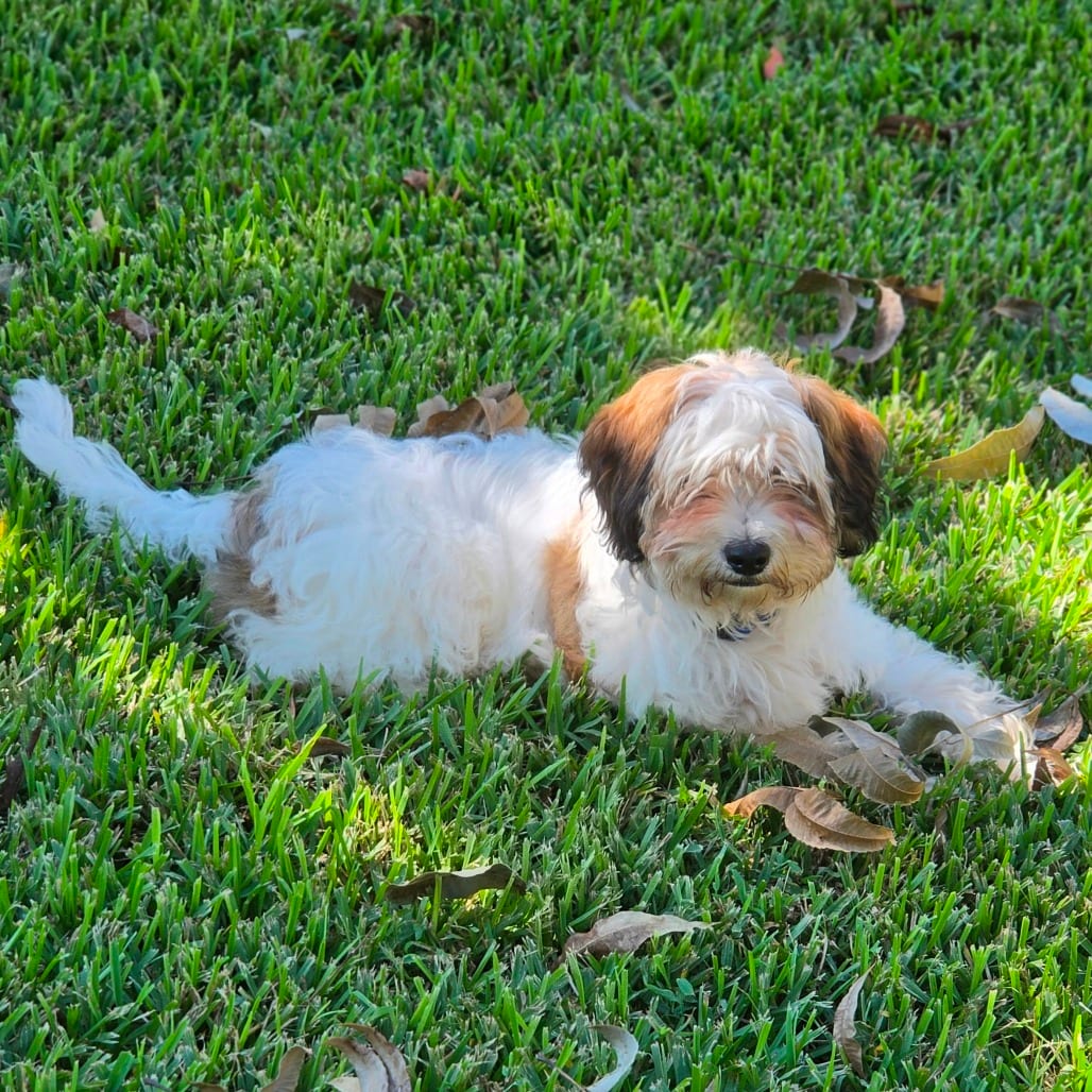Photo of Teddy, adoptable Shih Tzu / Mix in Santa Fe, Texas