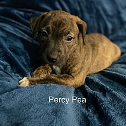 Photo of Percy Pea, adoptable Plott Hound American Staffordshire Terrier in St. Clair Shores, Michigan