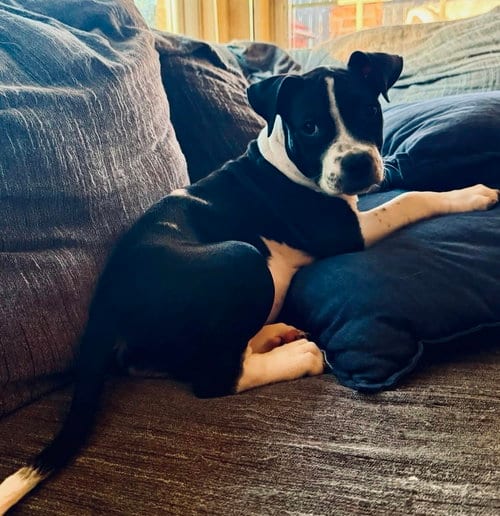 Photo of Merida, adoptable American Staffordshire Terrier in OKLAHOMA CITY, Oklahoma