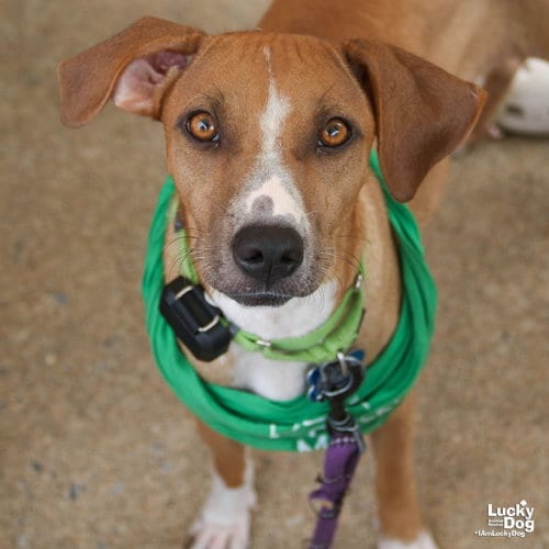 Photo of Aria, adoptable Shepherd in Washington, District of Columbia