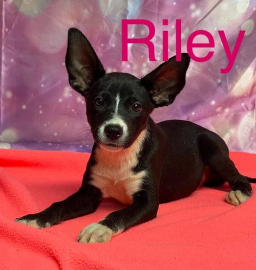 Photo of Riley, adoptable Australian Kelpie in Evergreen, Colorado