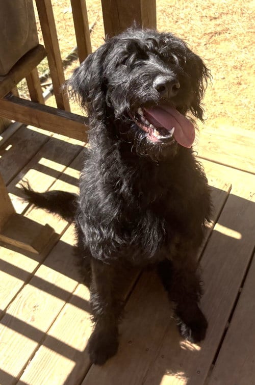 Photo of Onyx, adoptable Poodle (unknown type) in Wetumpka, Alabama