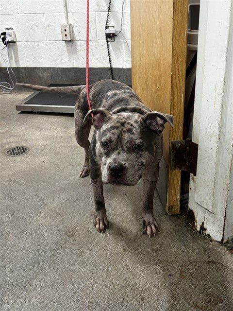 Photo of Travis, adoptable Pit Bull Terrier in Forestville, Maryland