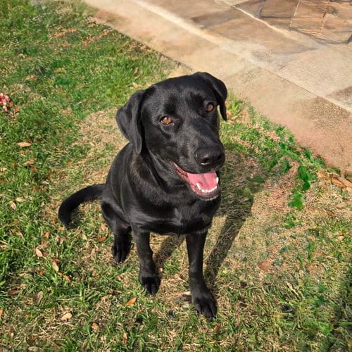 Photo of Sienna, adoptable Labrador Retriever in Denton, Texas