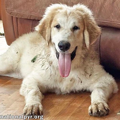 Photo of Russet in VA - Laid-back, Goofy Charmer, adoptable Great Pyrenees in Beacon, New York