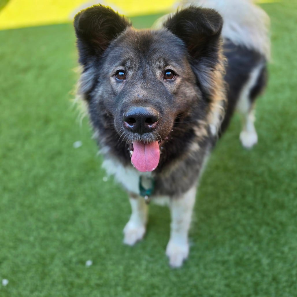 Photo of Zero, adoptable Akita / Mix in Greensboro, North Carolina