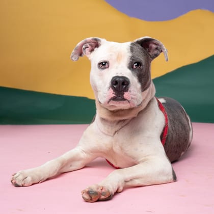 Photo of Doggie, adoptable dog in Atlanta, Georgia