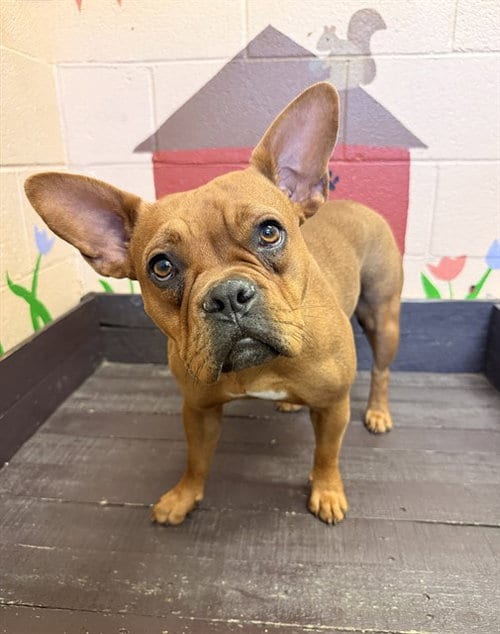 Photo of Daisy, adoptable French Bulldog in Castaic, California