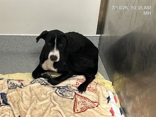 Photo of Yoshi, adoptable Labrador Retriever in Ocala, Florida