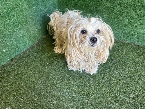 Photo of Fred, adoptable Poodle (Miniature) in Lancaster, California