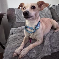 Photo of Coconuts, adoptable Chihuahua Mixed Breed (Small) in Frederick, Maryland