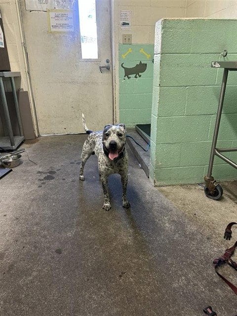 Photo of Cowboy, adoptable Australian Cattle Dog/Blue Heeler in Sacramento, California