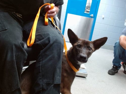 Photo of Blueberry, adoptable Belgian Shepherd Malinois in Albuquerque, New Mexico