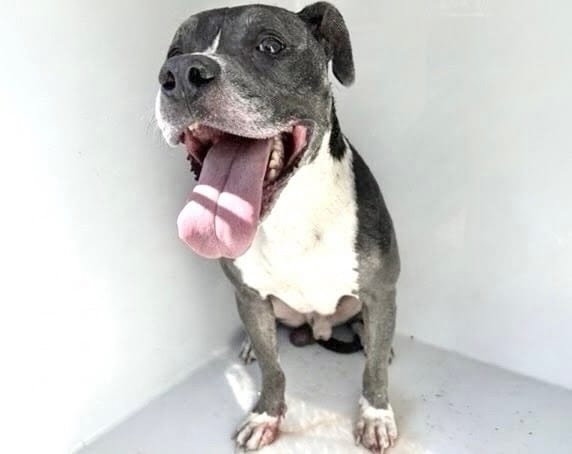 Photo of Senior Pit Bull Terrier, adoptable Pit Bull Terrier in Houston, Texas