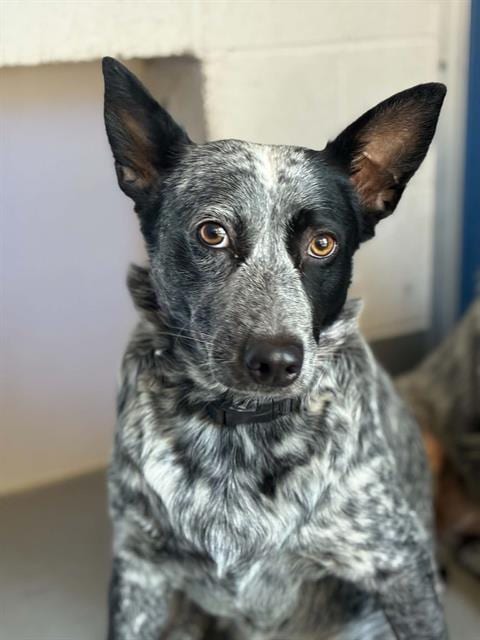 Photo of Gwen, adoptable Queensland Heeler in Visalia, California