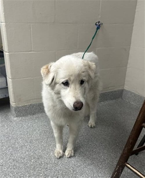Photo of Honey, adoptable Great Pyrenees in Pasadena, Texas