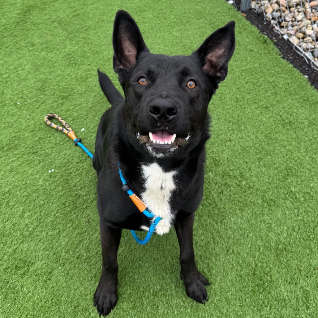 Photo of Bark Jagger, adoptable Shepherd, German in Bristol, Indiana