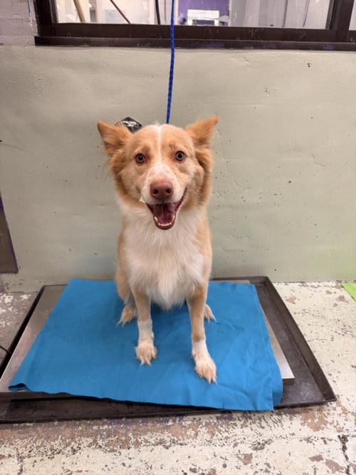 Photo of Mazapan, adoptable Australian Shepherd in Houston, Texas