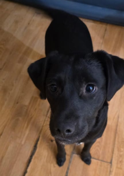 Photo of Pretty Girl & Shadow, adoptable Unknown breed in Tucson, Arizona