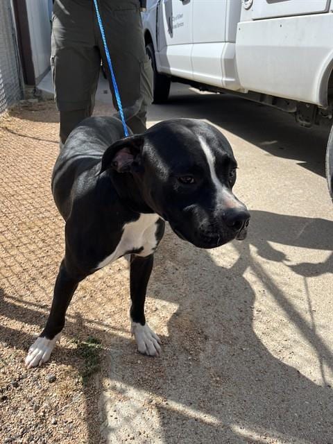 Photo of Tank, adoptable Pit Bull Terrier in Killeen, Texas