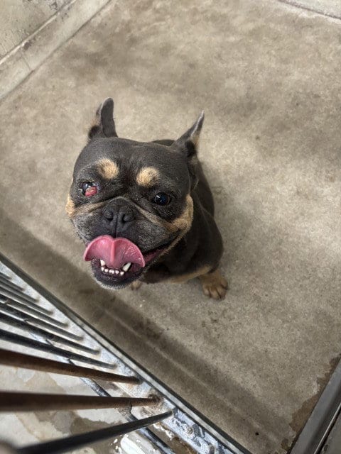 Photo of Keke, adoptable French Bulldog in San Bernardino, California